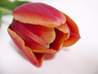 tulpe in rot