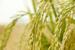 paddy rice
