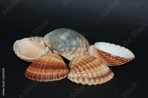 Photo: Seashell group Seashell group