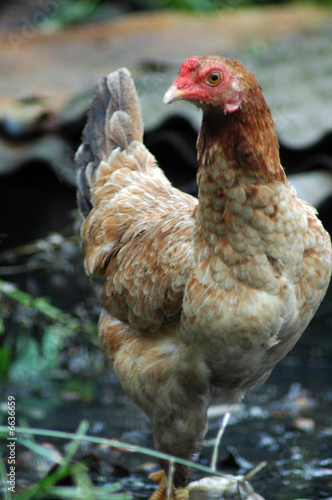 Chickens 1.14