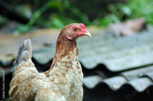 Chickens 1.15