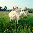 Three goats in field
