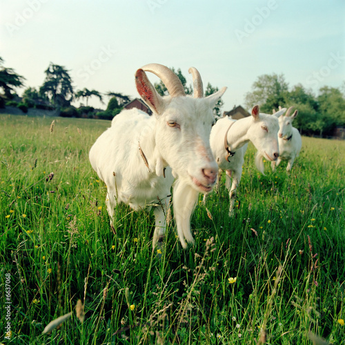 Three goats in field