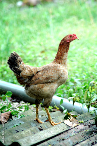 Chickens 1.24 Chickens 1.24