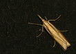 Zünsler (Crambus pascuella)