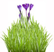 spring spring
