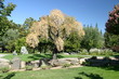 Crazy Tree