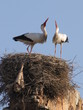 cigognes cigognes