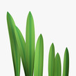 green grass green grass