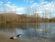 geese beside lake