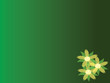 flowers of green tea