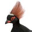 Crested Wood Partridge - Rollulus rouloul
