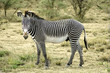 Grevy zebra in the desert