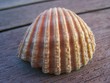 coquillage coque coquillage coque