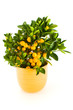 Mandarin tree.