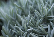 Lavendel