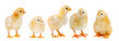 Adorable chicks
