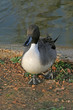 Duck out of the water Duck out of the water