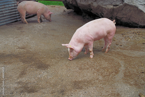 cochon dans une porcherie
