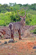 male waterbuck ( Kobus ellipsiprymnus lat.)