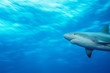Caribbean reef shark