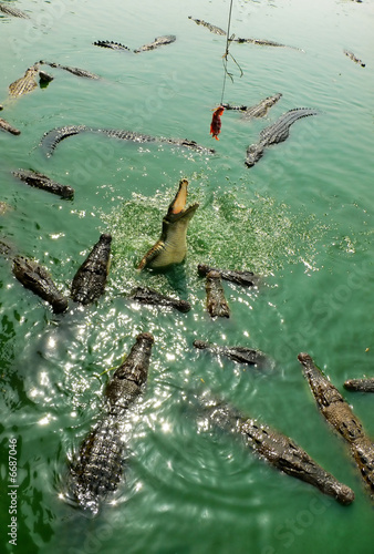 Crocodile