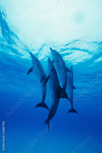 Atlantic spotted dolphins