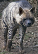 Foto: iena maculata iena maculata