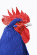 coq france bleu blanc rouge