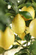 citronnier