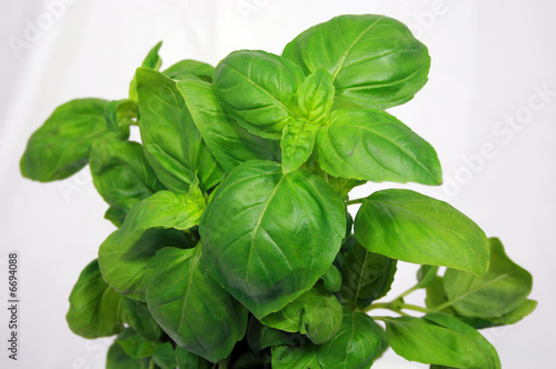 Foto: basil basil