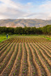 Small farm