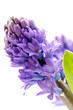 Blue hyacinth Blue hyacinth
