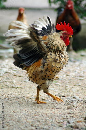 Mating dance