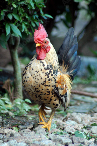 Showoff