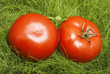 tomatoes in grass