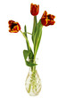 Three tulips Three tulips