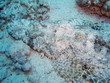 pesce coccodrillo