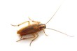 Photo: Cockroach Cockroach