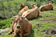 Cows