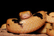 Tiger snake (Telescopus semiannulatus) Tiger snake (Telescopus semiannulatus)