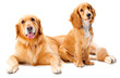 Two Dogs