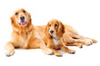 Two Dogs