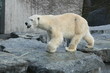 eisbär