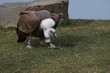Gänsegeier (Gyps fulvus)