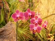 Orchideen