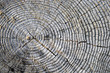 Tree Rings - Background Texture
