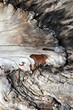 Weathered Wood - Background Texture