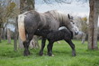 jument et poulain percherons