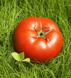 tomato in grass